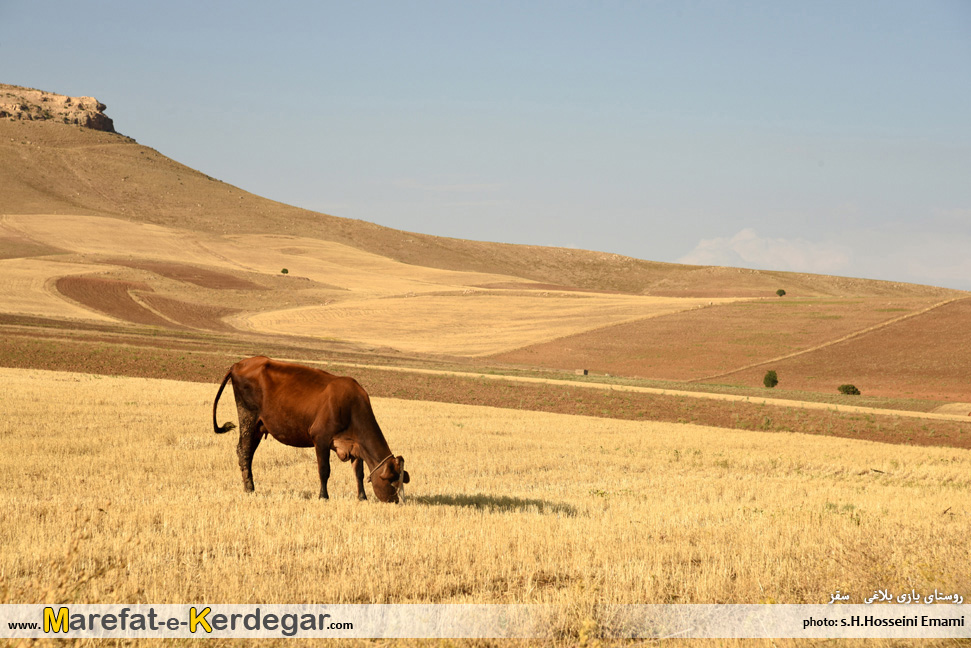 طبیعت تابستانی سقز